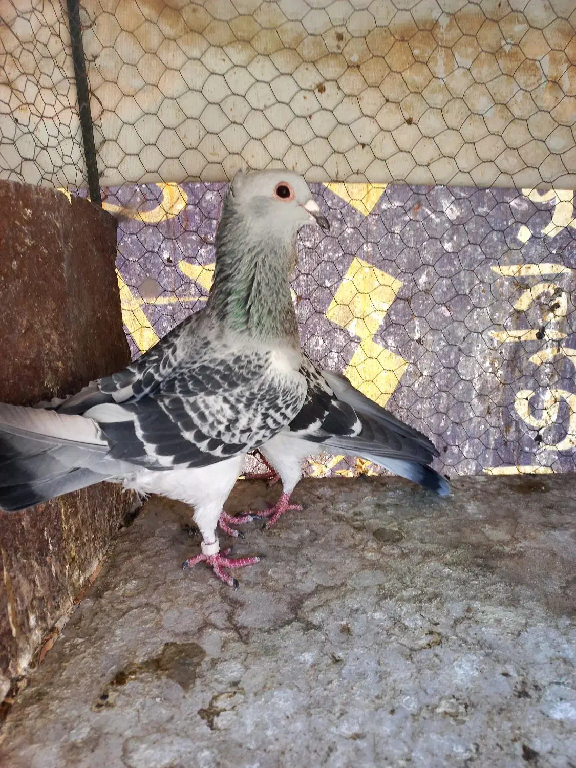 ۴ جفت سبز کاکلی. آلمانی. پشت سبز|پرنده|بیرجند, |دیوار