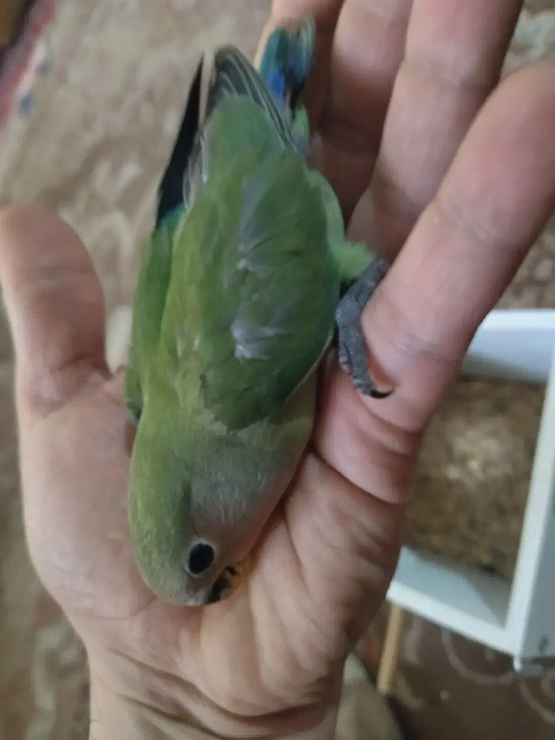 جوجه کوتوله|پرنده|مشهد, شهید مطهری|دیوار