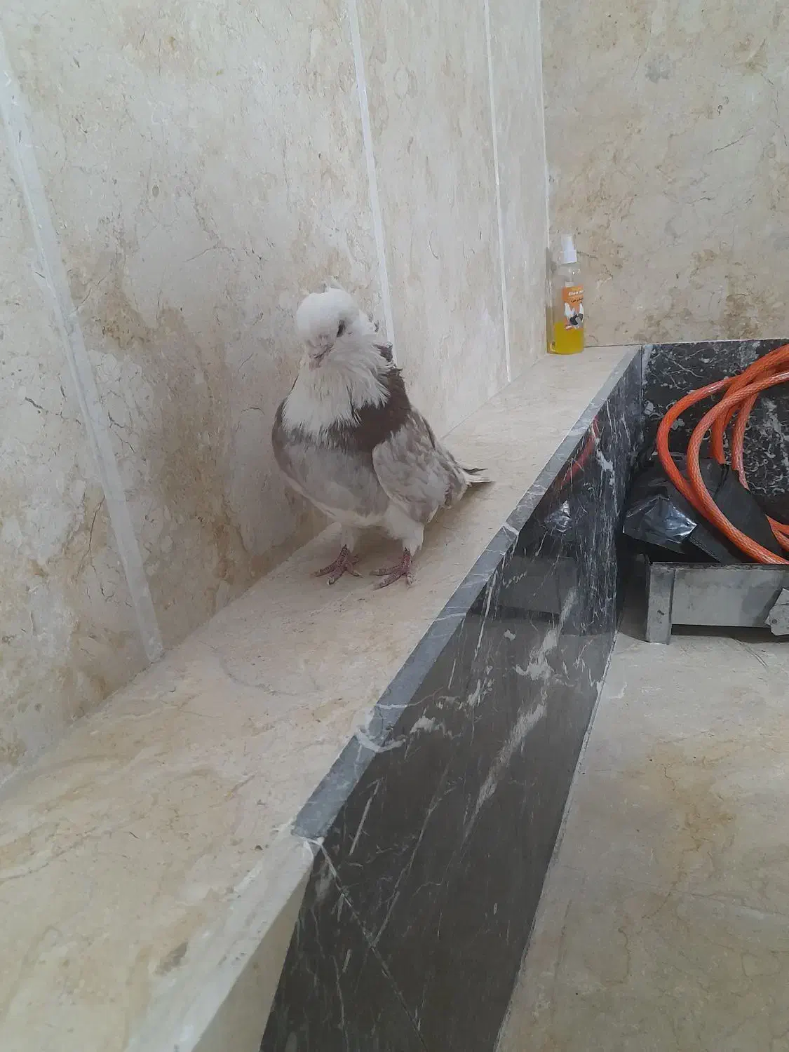 کبوتر شازده نوک قنار|پرنده|تهران, طیب|دیوار