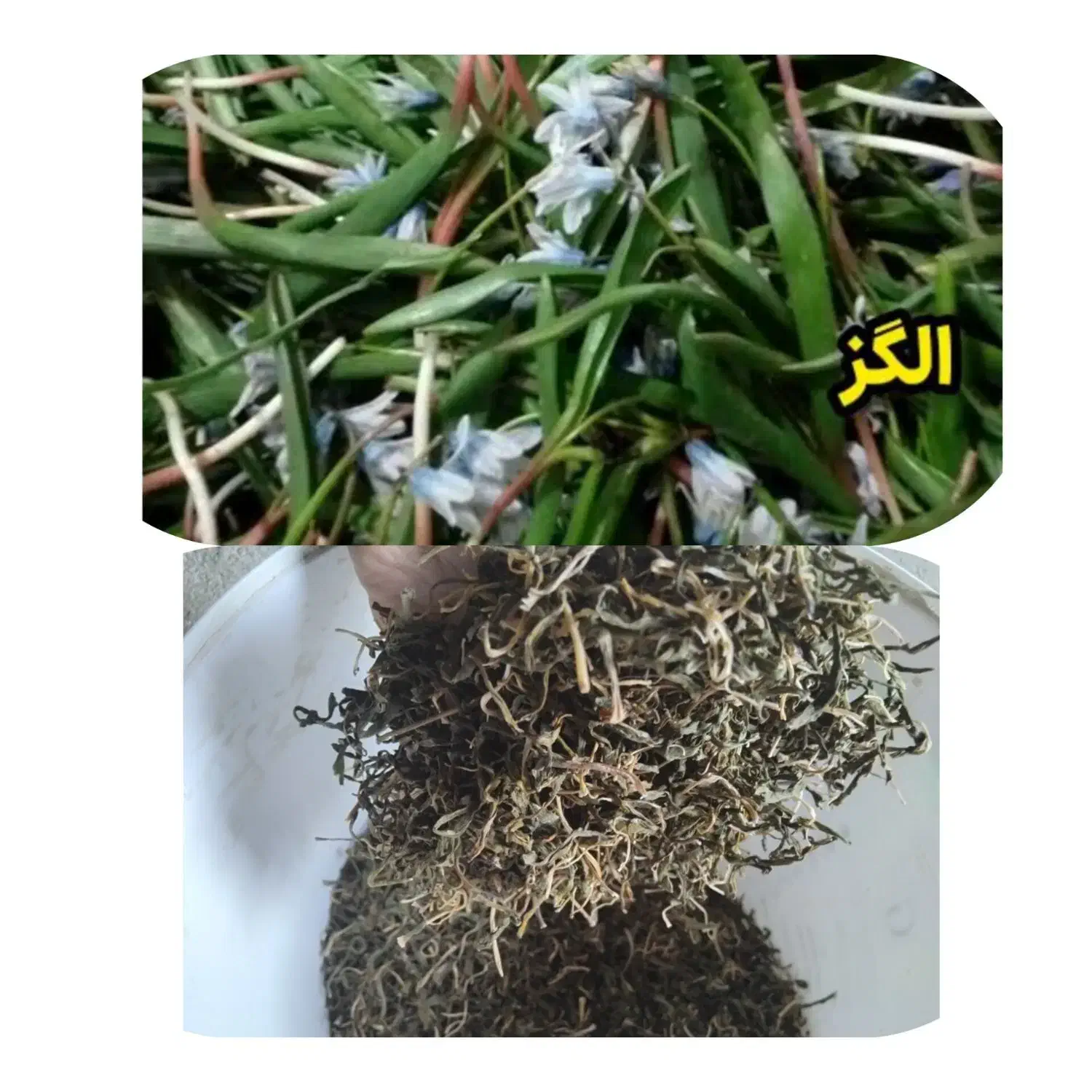 الگز|خوردنی و آشامیدنی|چالدران, |دیوار