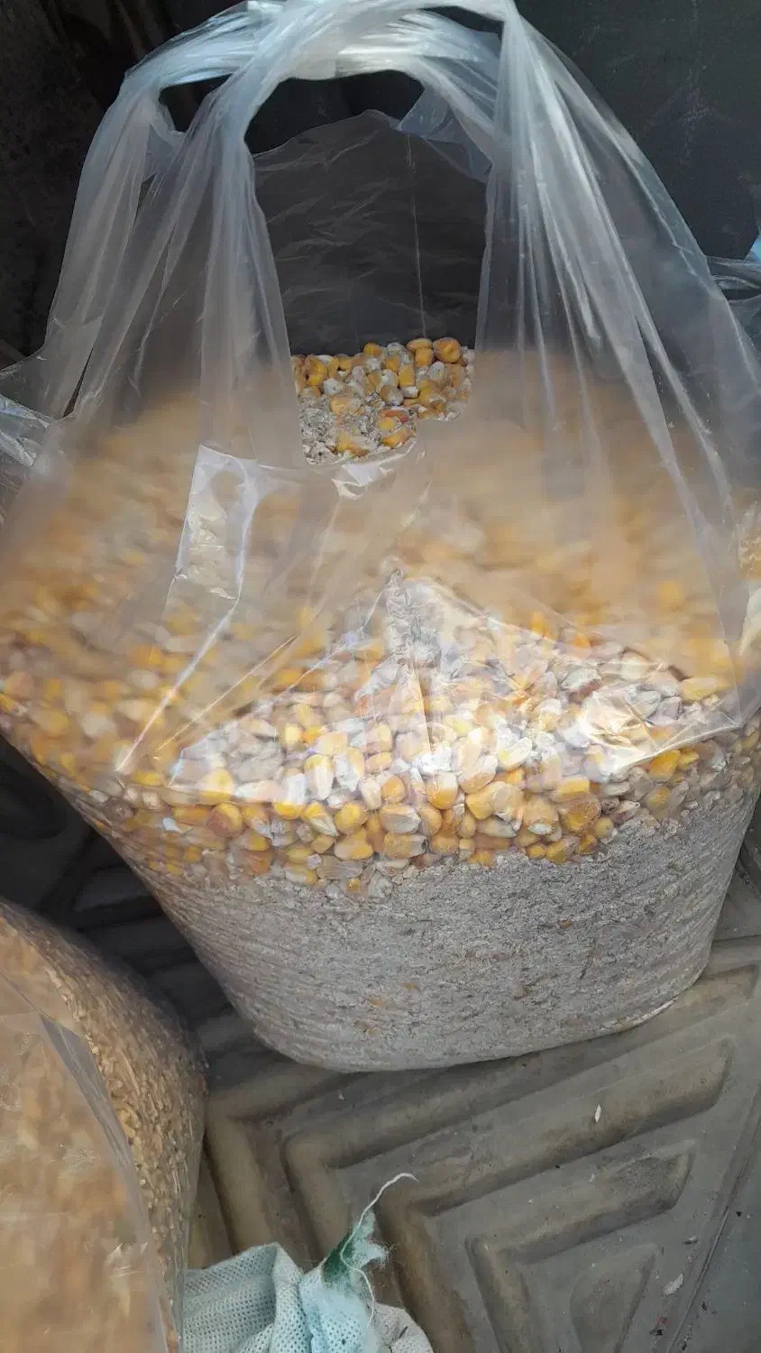 نون خشگ|آرایشی، بهداشتی، درمانی|مشگین شهر, |دیوار