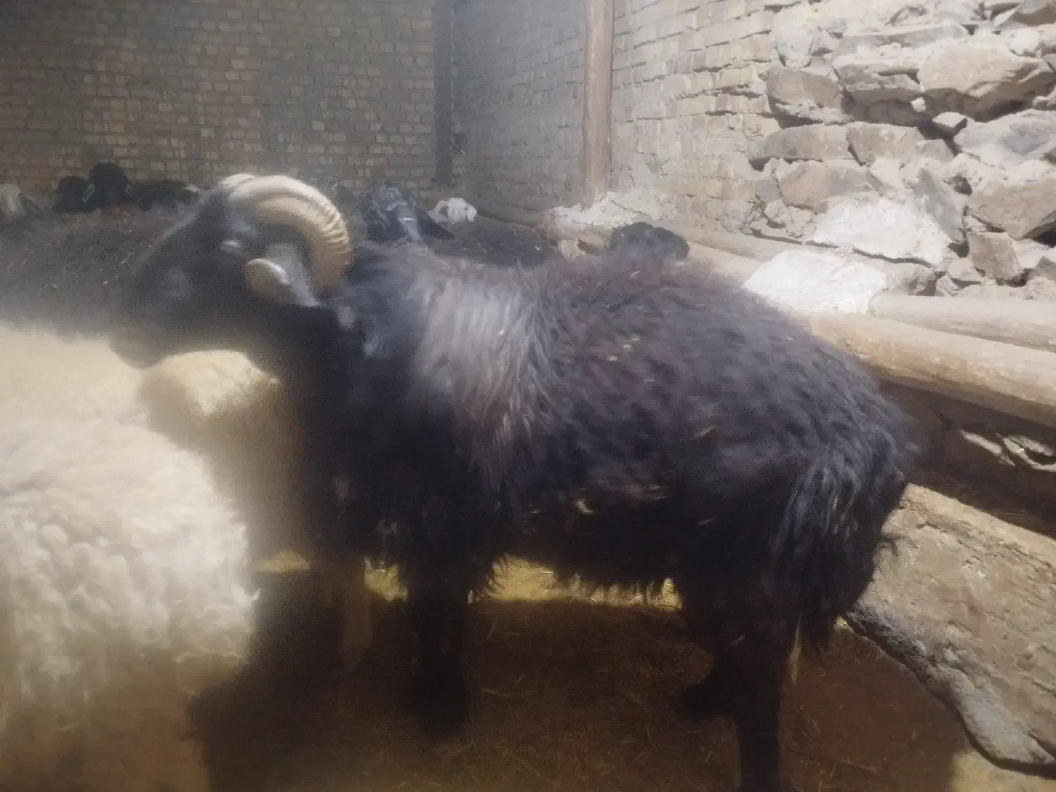 قوچ|حیوانات مزرعه|ساروق, |دیوار