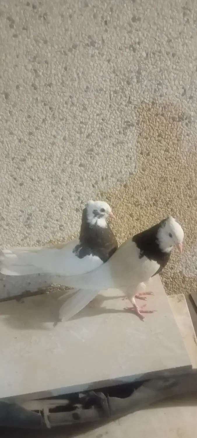 جفت جوجه طوقی|پرنده|قشم, |دیوار