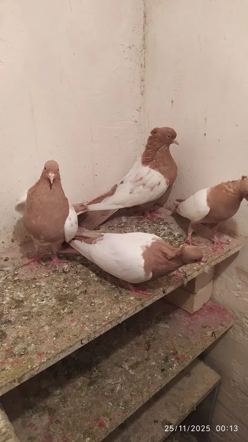 کفتر سینه زرد|پرنده|چناران, |دیوار