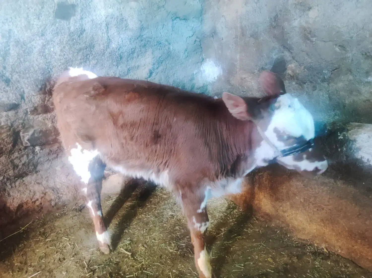 کاو سیمینتال|حیوانات مزرعه|بیلوار, |دیوار