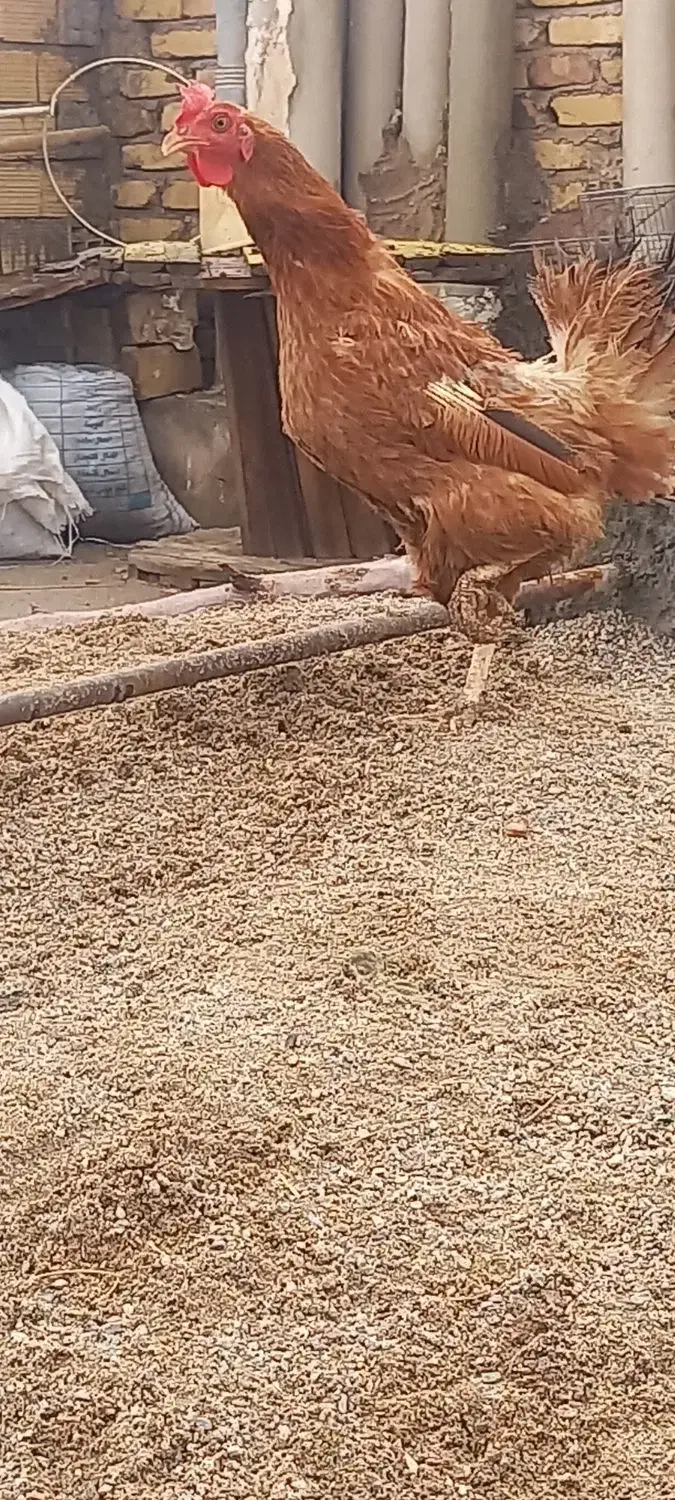 مرغ رسمی تخم گذار|حیوانات مزرعه|یزد, |دیوار