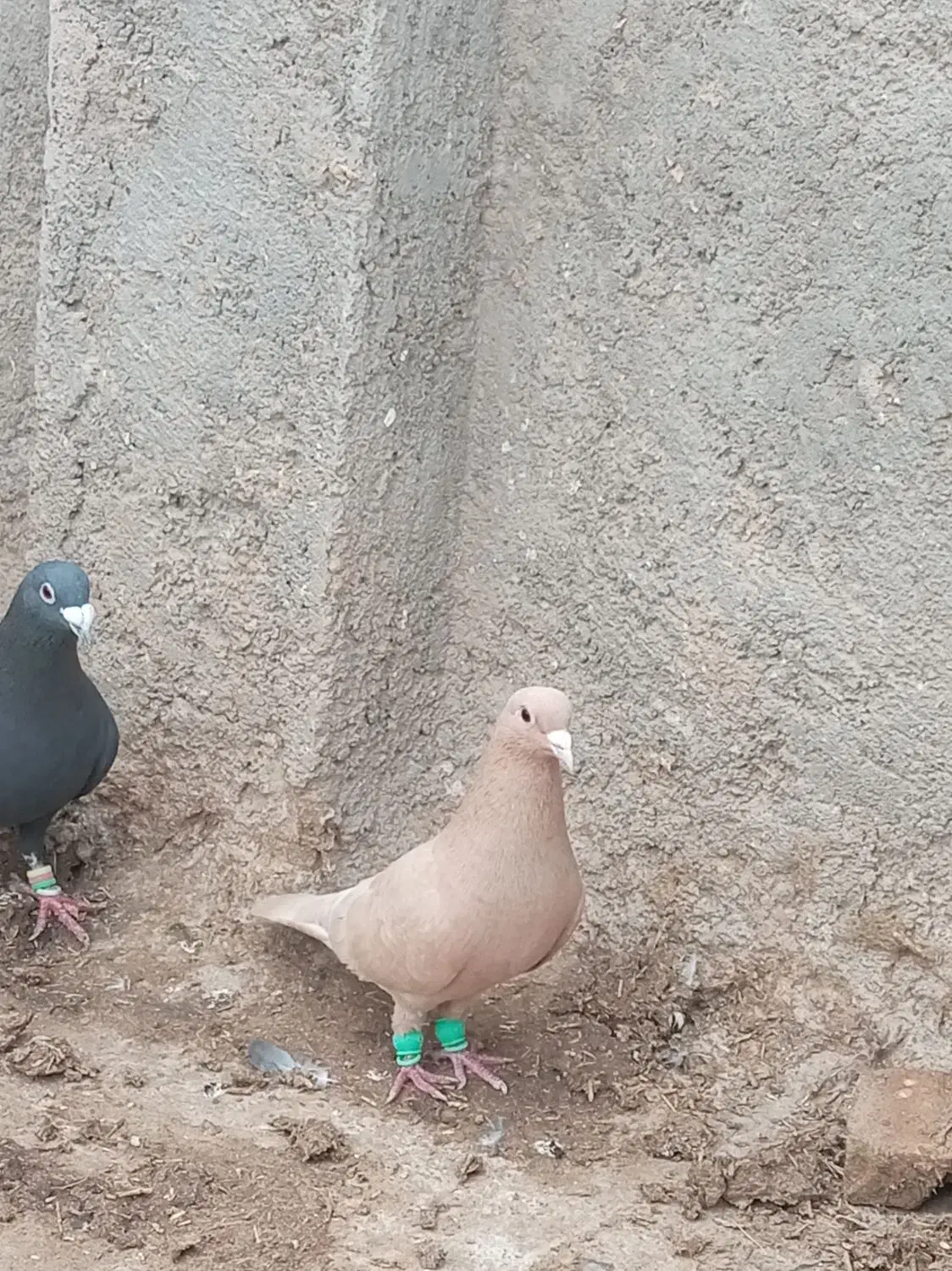 کبوتر فروشی|پرنده|تایباد, |دیوار