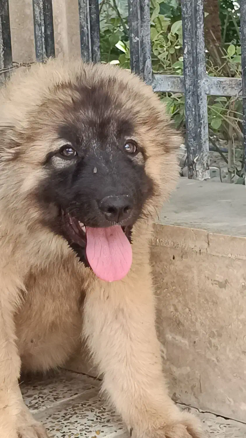 سگ قفقازی غولپیکر اصیل سگ آلابای روس|سگ|کرج, گلشهر|دیوار