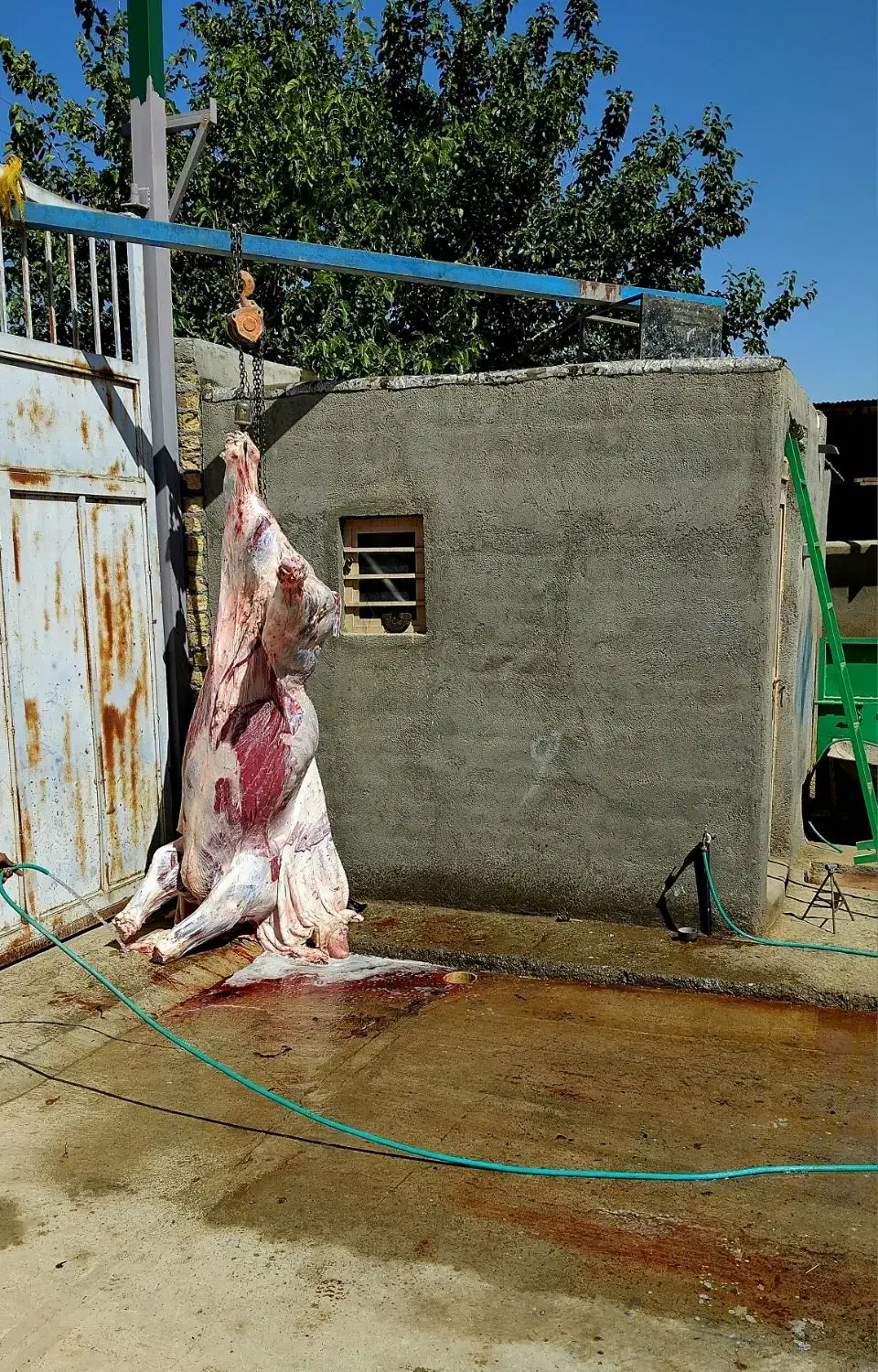 فروش گوساله بره بزعاله|خوردنی و آشامیدنی|جعفرآباد, |دیوار