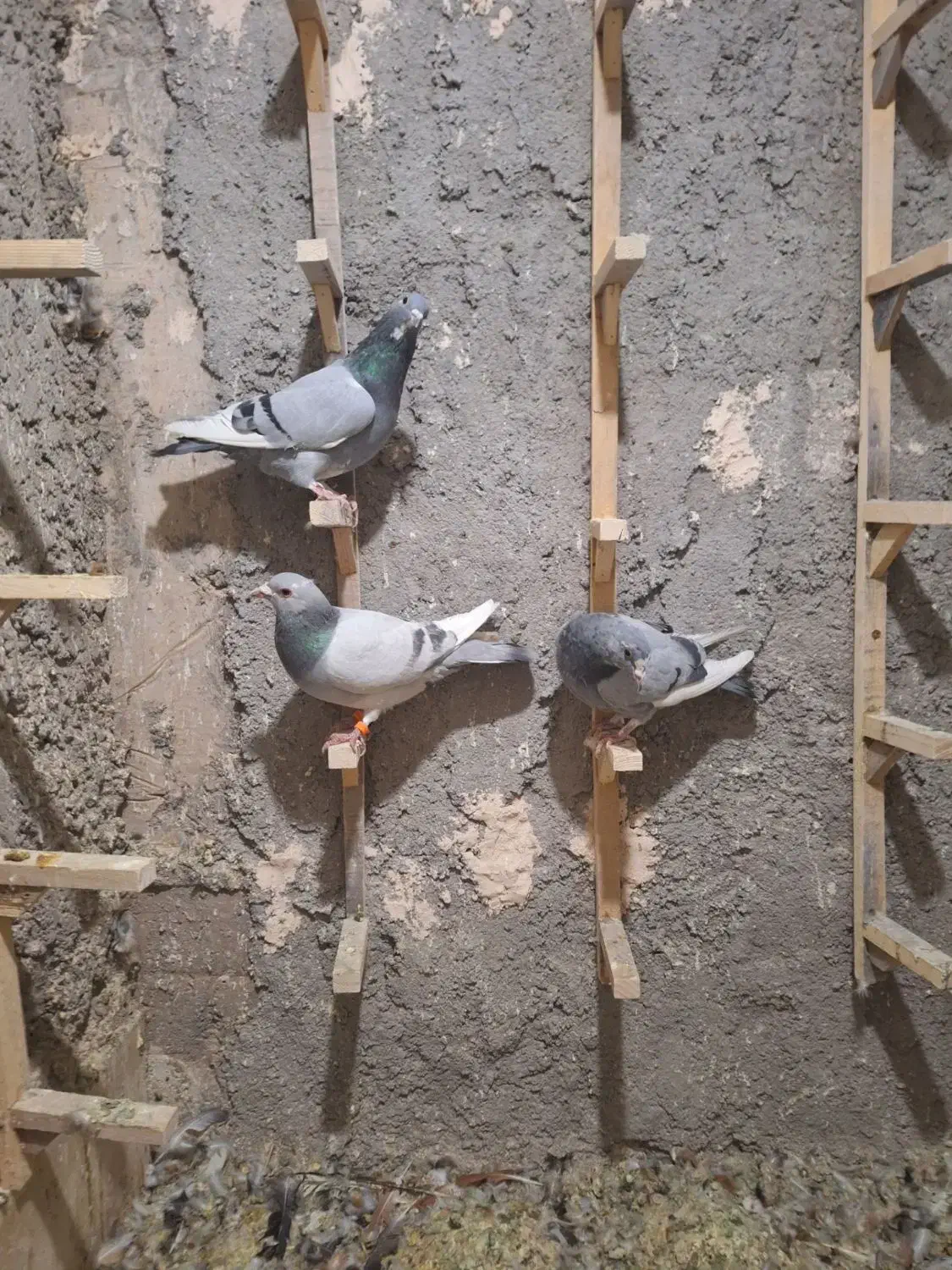 نر پلنگ|پرنده|کرمان, |دیوار