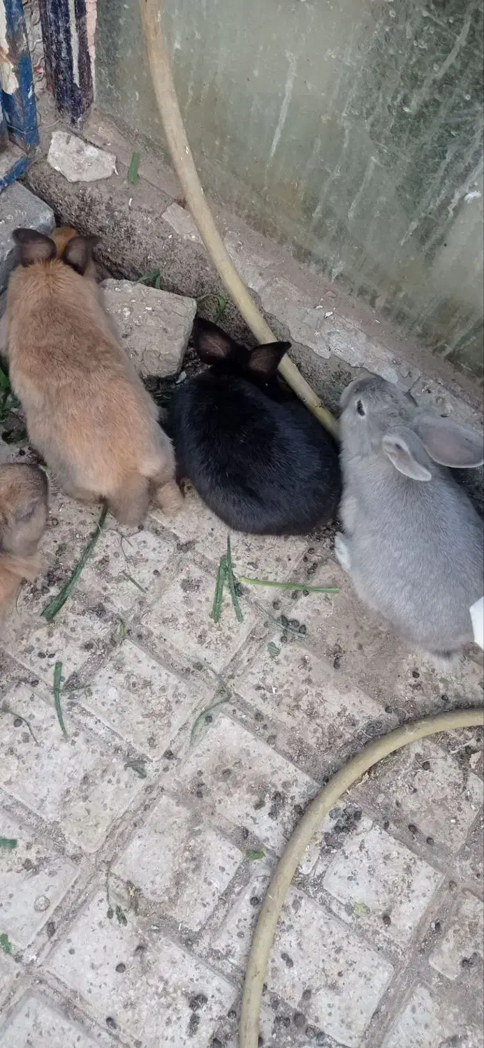 بچه خرگوش|موش و خرگوش|مشهد, رضاشهر|دیوار