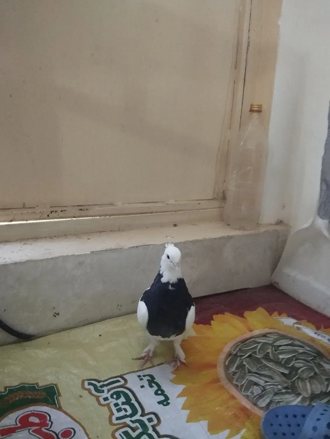 توقی سیاه|پرنده|شیروان (خراسان), |دیوار