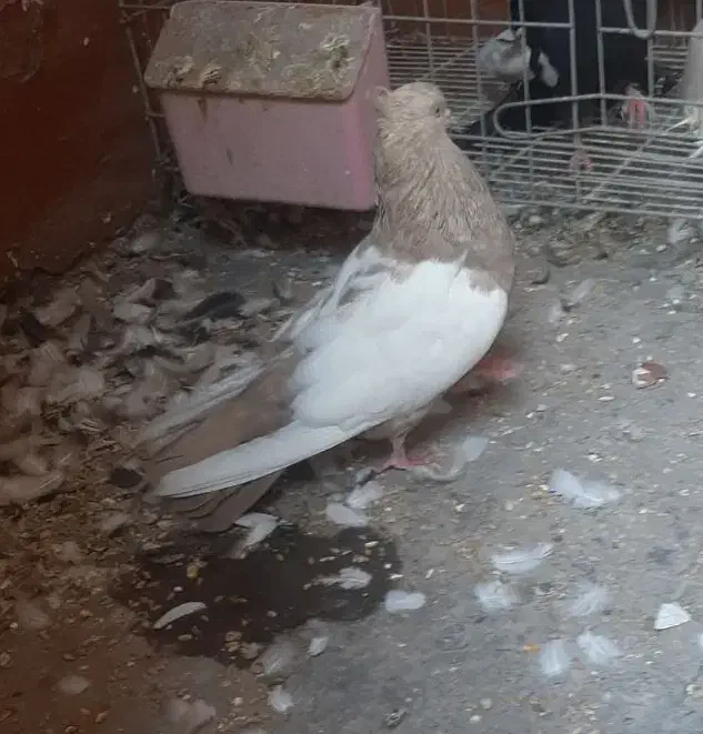 کبوتر ماده سینه ای|پرنده|اهواز, ۳۰ متری|دیوار