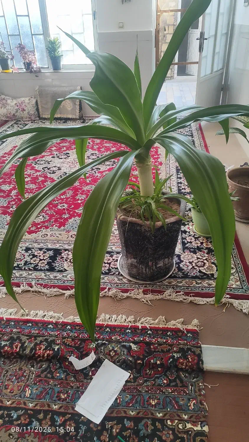 گل  سالم|گل و گیاه طبیعی|اردکان, |دیوار