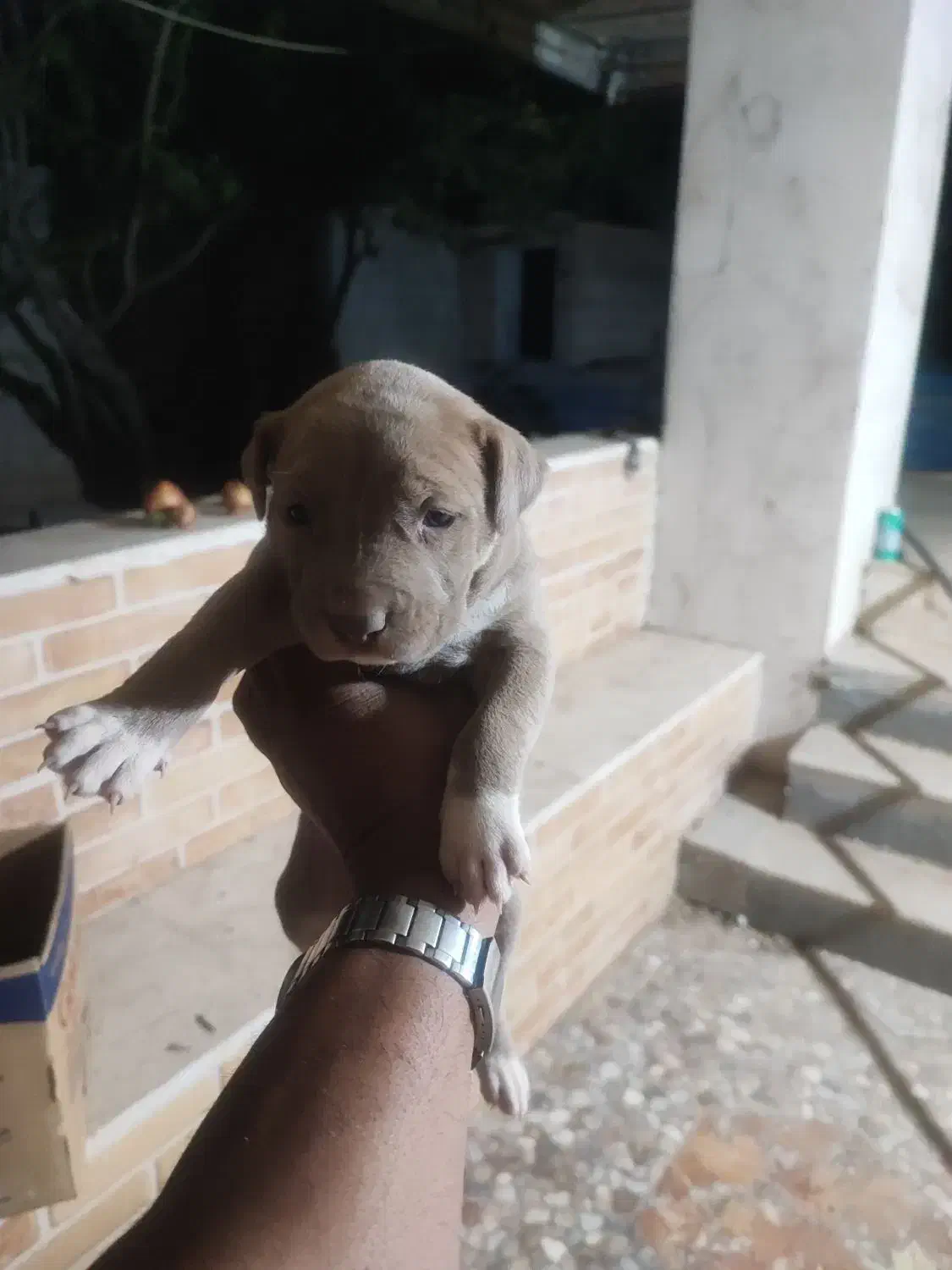 سگ آمریکن پیتبول توله|سگ|شیراز, شریف‌آباد|دیوار