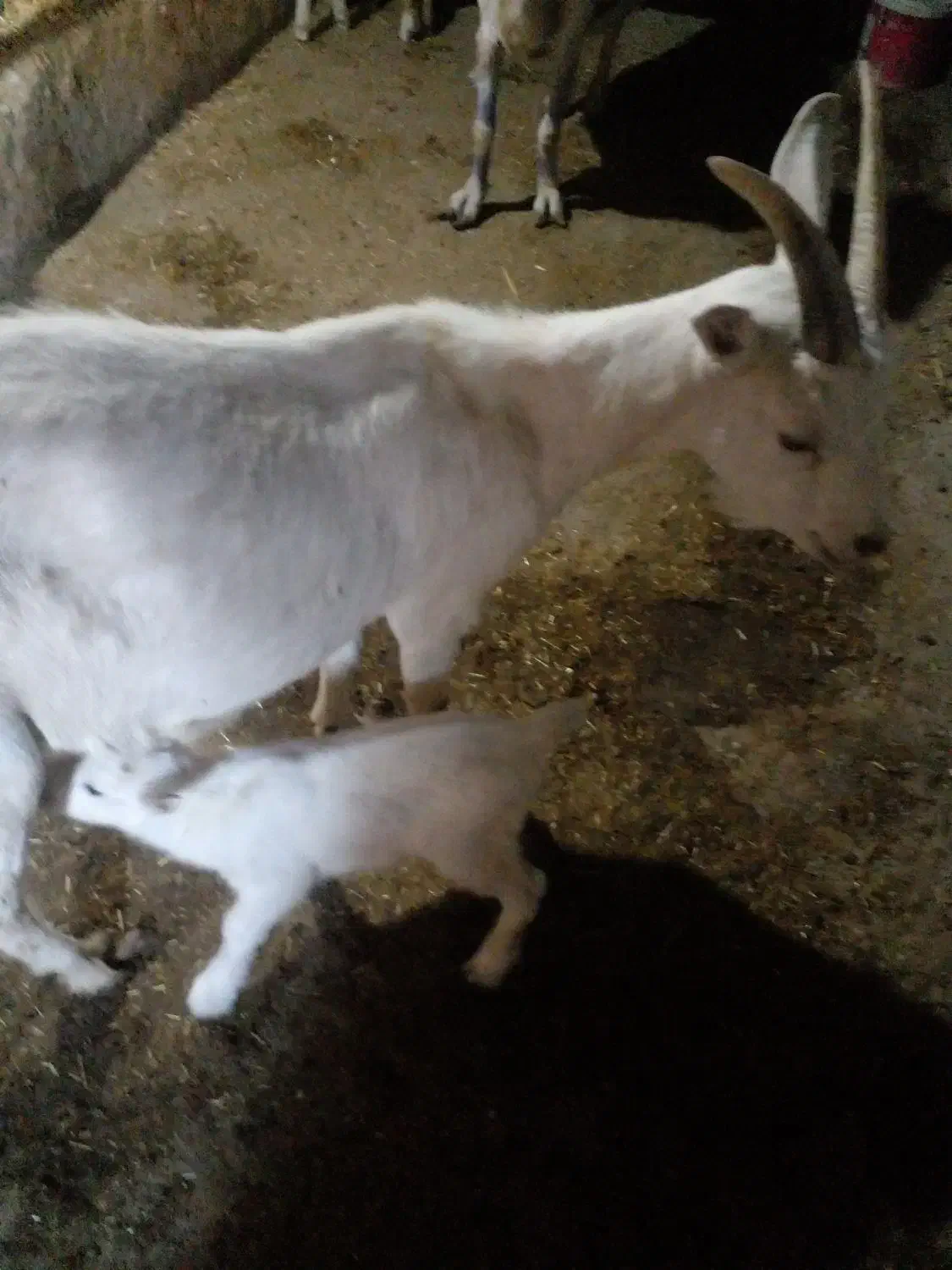 میش وبز وبزغاله|حیوانات مزرعه|تربتحیدریه, بالا ولایت|دیوار