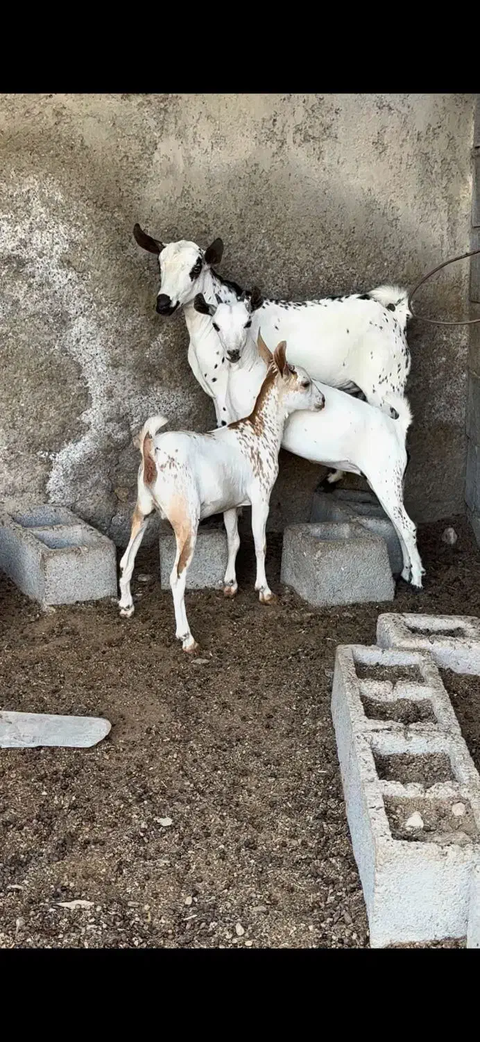 بزغاله خاص|حیوانات مزرعه|رامهرمز, |دیوار