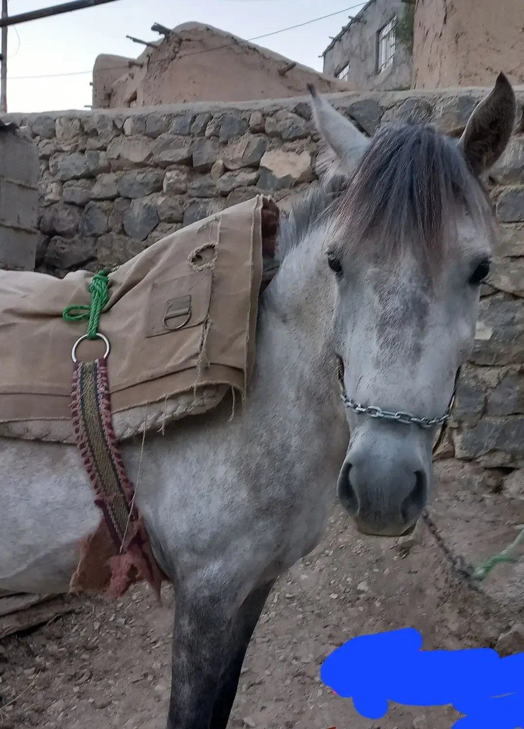 حیوانات|اسب و تجهیزات اسب‌سواری|گرمخان, |دیوار