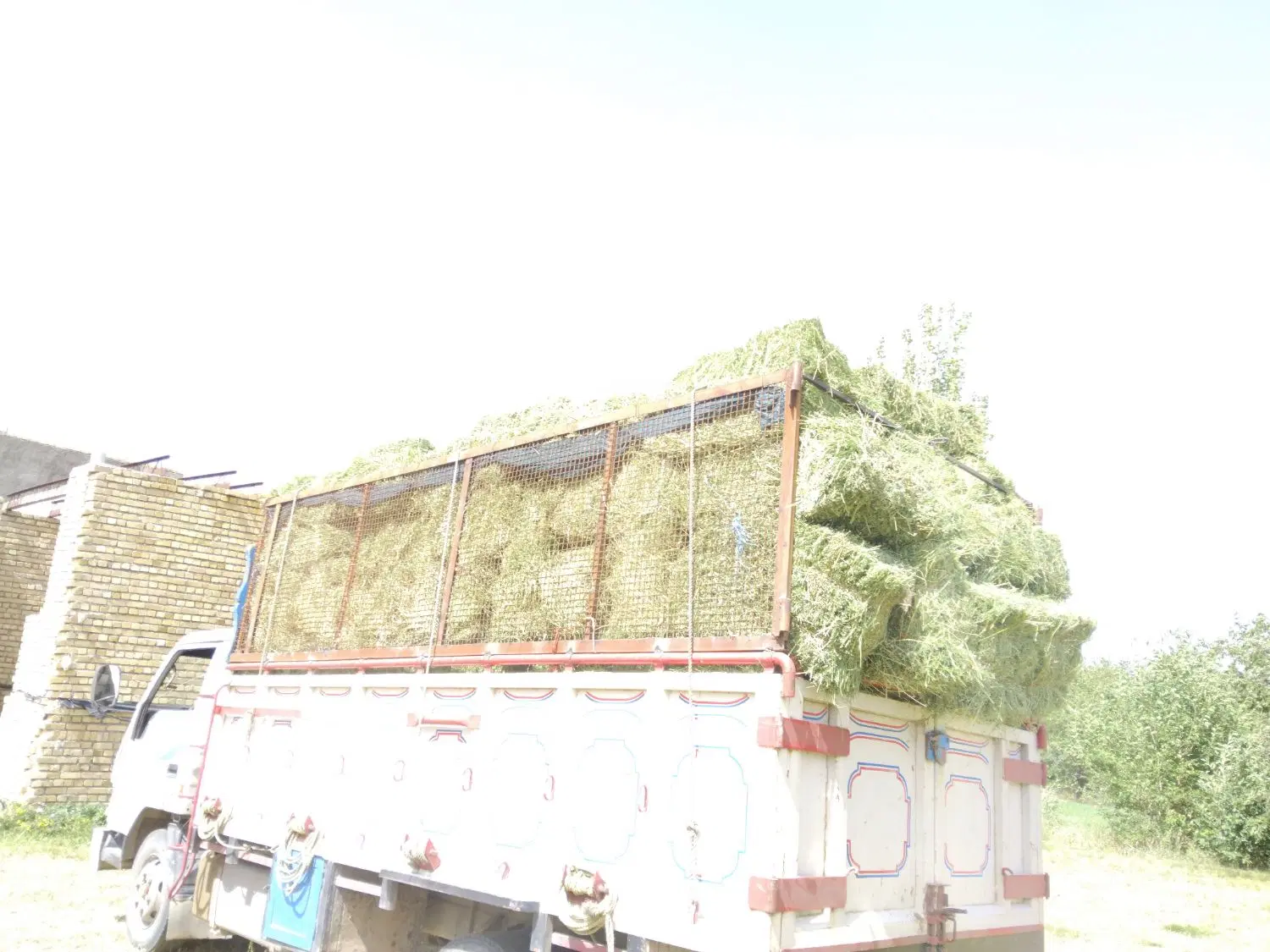 یونجه|لوازم جانبی حیوانات|معصومیه, |دیوار