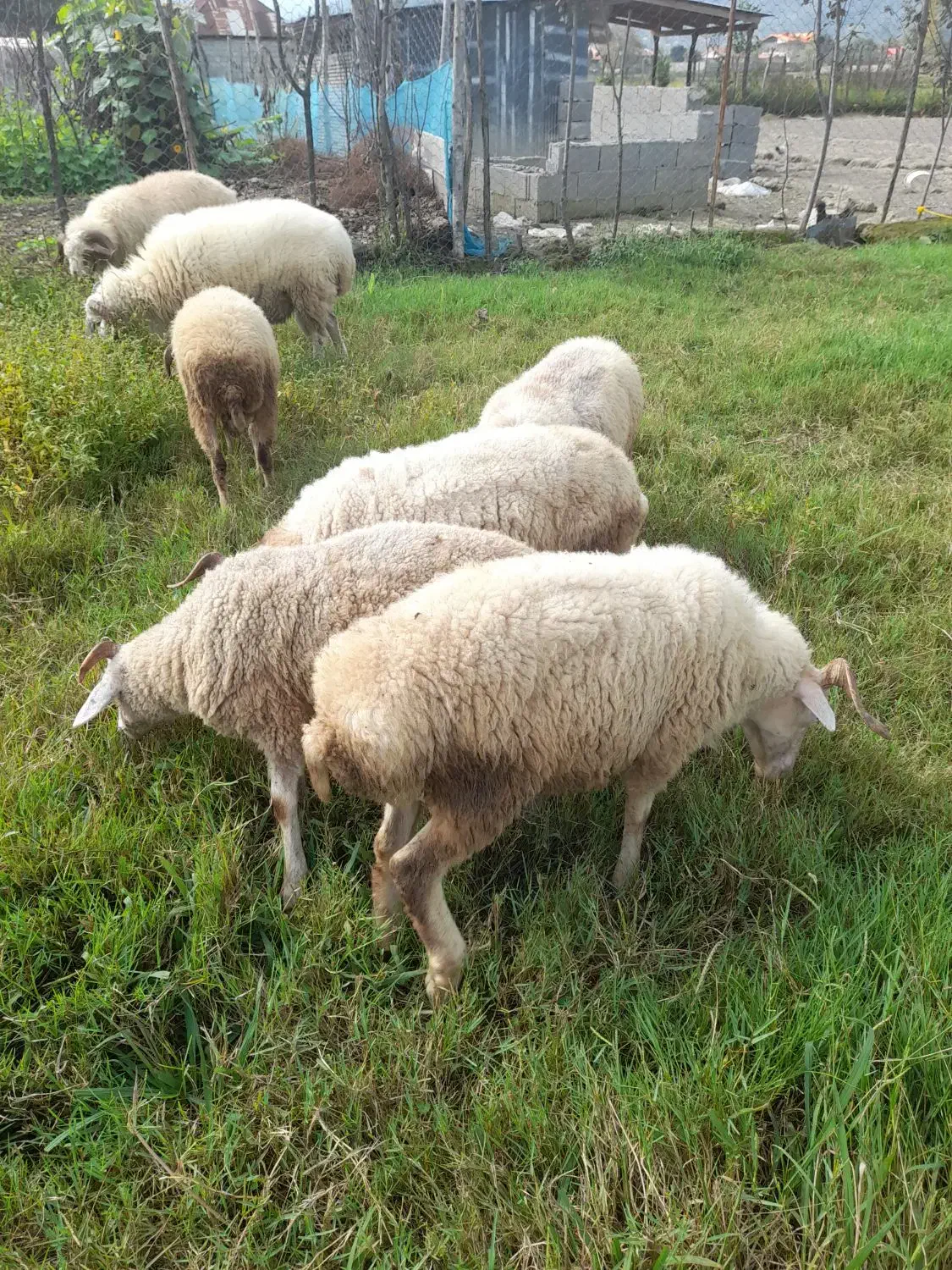 گوسفند زنده|حیوانات مزرعه|احمدسرگوراب, |دیوار