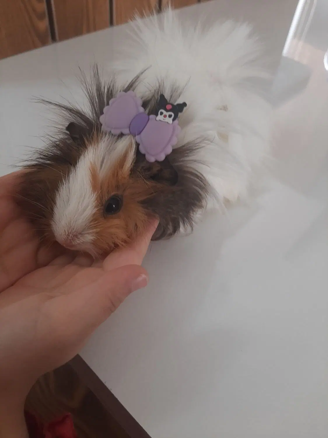 خوکچه هندی|موش و خرگوش|تبریز, |دیوار