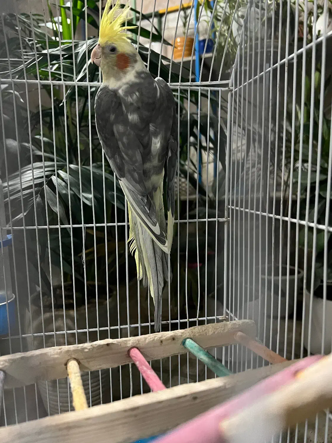 عروس هلندی نر|پرنده|اسلامشهر, شهرک مهدیه|دیوار