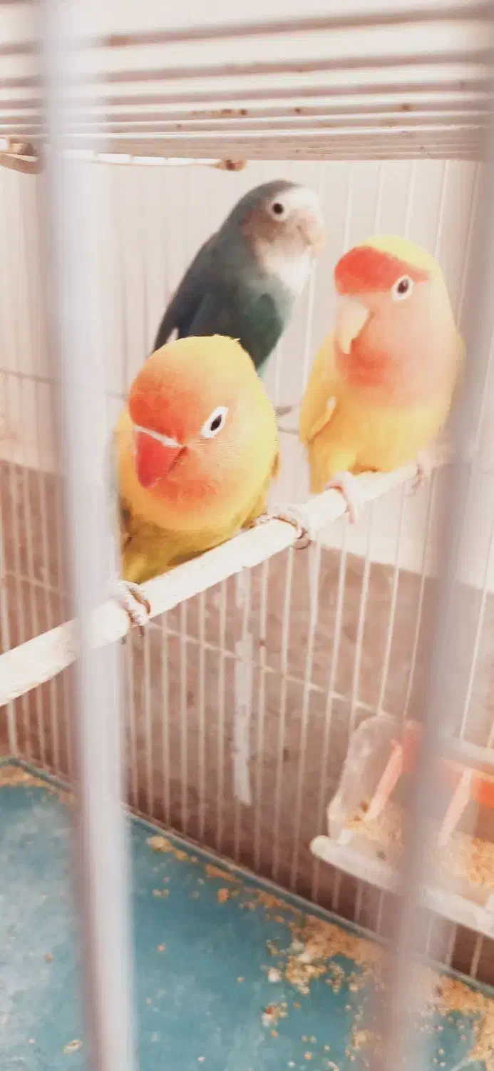 کتوله بالغ مولد نژاددارسالم انواع قفس نان خشک|پرنده|بیرجند, |دیوار