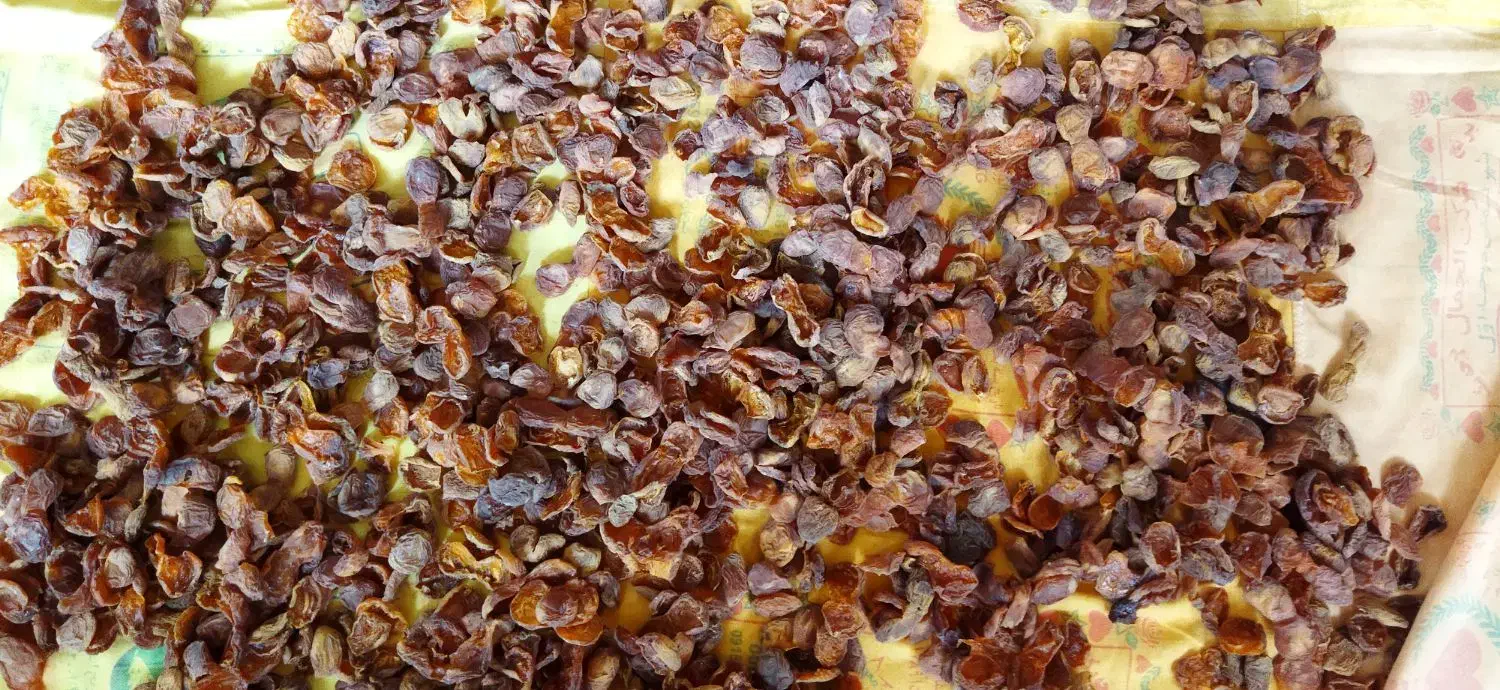 زرد الوی خشک و آلوچه خشک|خوردنی و آشامیدنی|تبریز, |دیوار