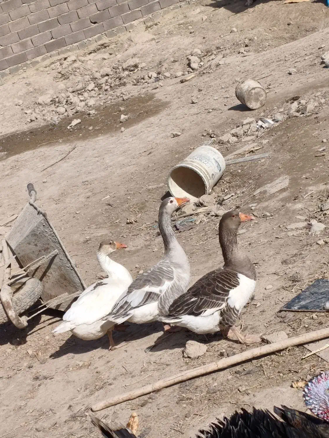 غاز محلی کرچ شو|حیوانات مزرعه|رباط‌کریم, الارد|دیوار