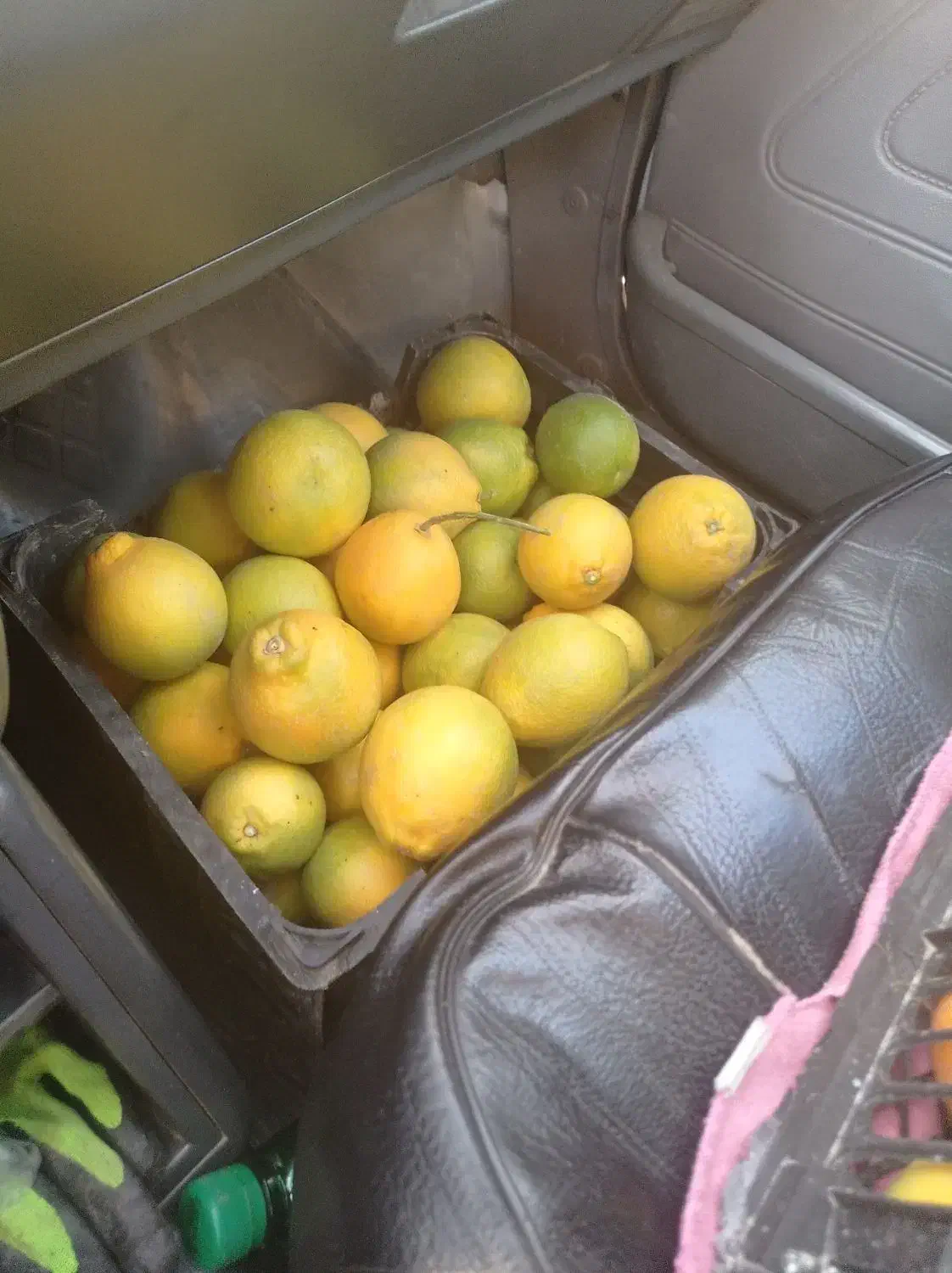 پرتقال تامسون|خوردنی و آشامیدنی|کردکوی, |دیوار