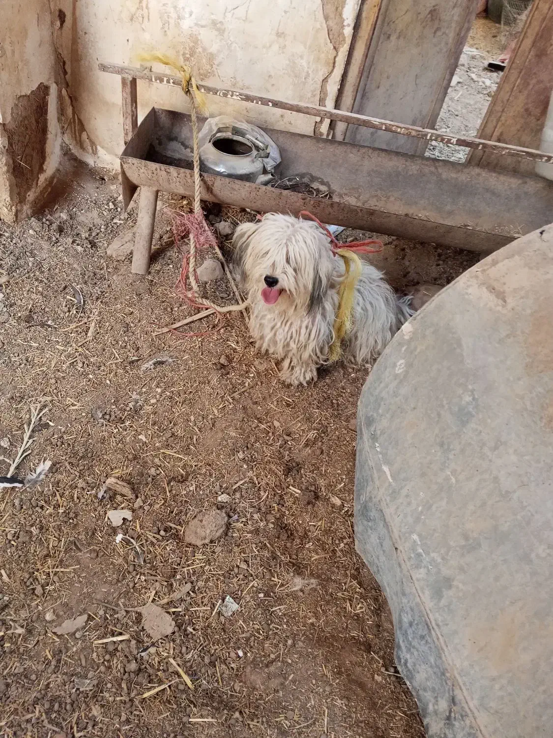 سه عدد سگ پاکوتاه|سگ|داراب, |دیوار