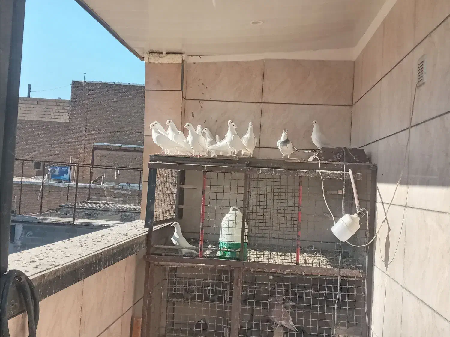 المانی سفید ده جفت علی اباد گونه|پرنده|محمدشهر, محمدشهر|دیوار