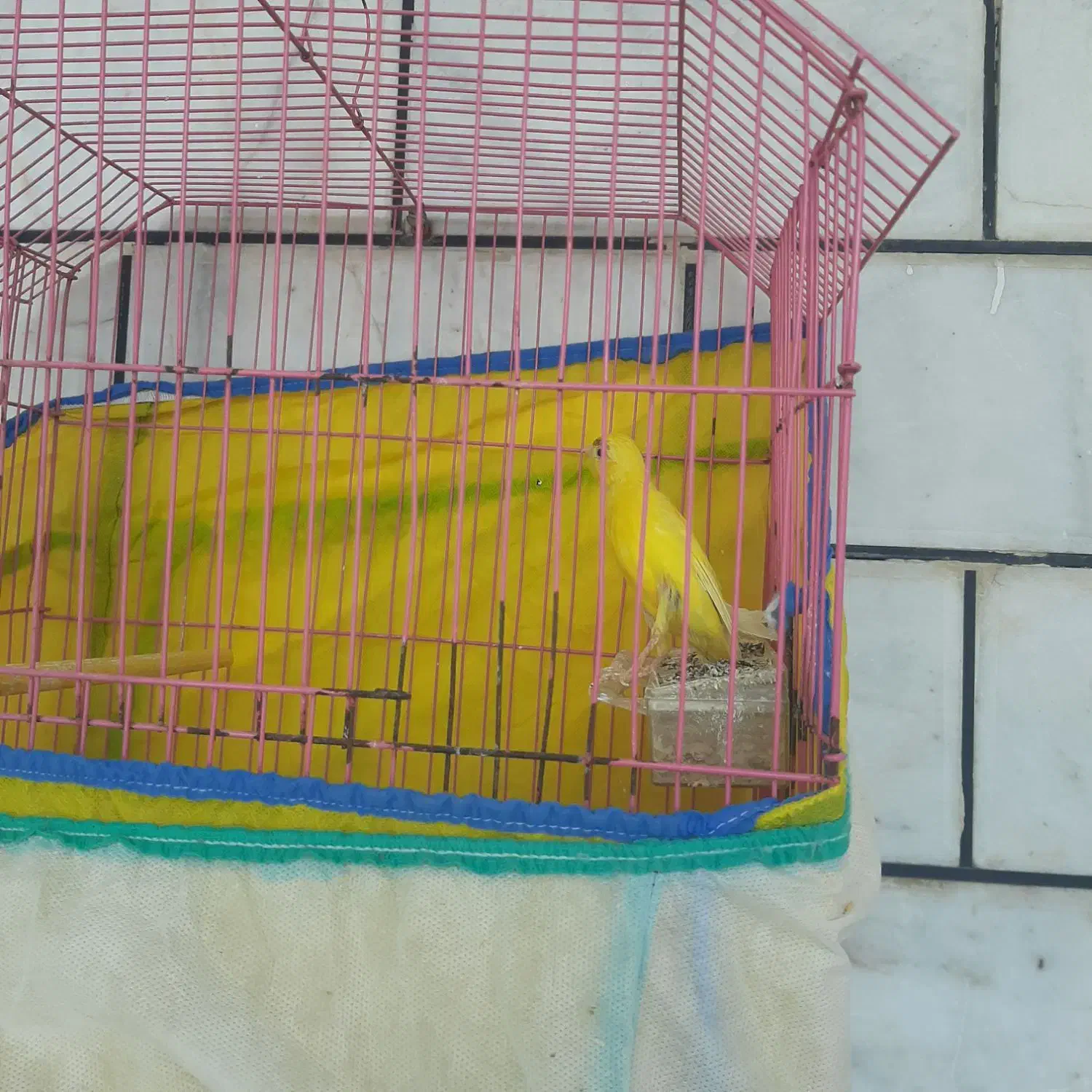 انواع قناری|پرنده|بندر ماهشهر, |دیوار