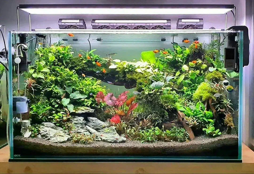 اکواریوم وماهی|ماهی|بندر ماهشهر, |دیوار