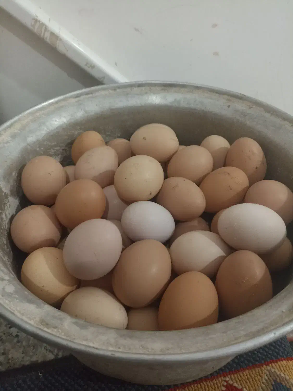 تخم مرغ طبیعی|خوردنی و آشامیدنی|مشگین شهر, |دیوار