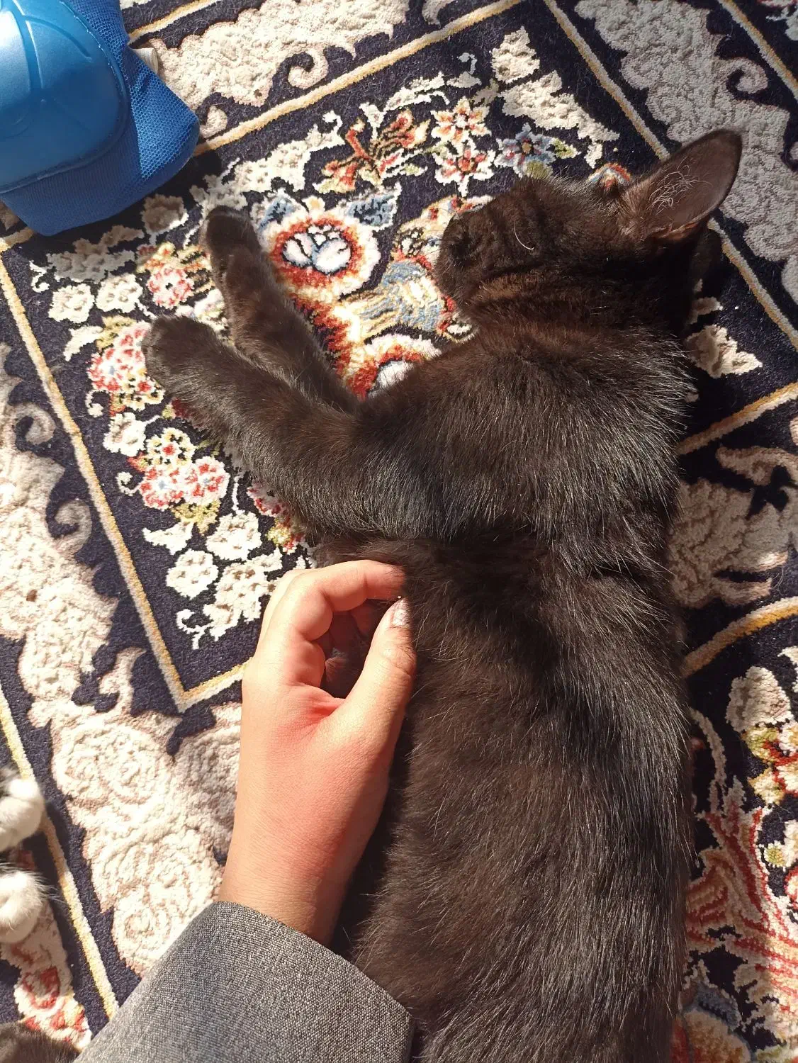 سه تا گربه ی پنج ماهه|گربه|نور, |دیوار