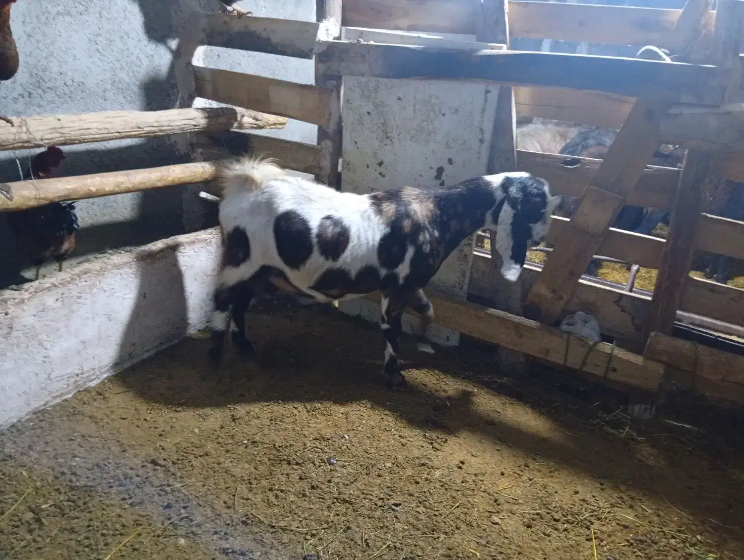 بز پاکستانی|حیوانات مزرعه|زاوه, |دیوار