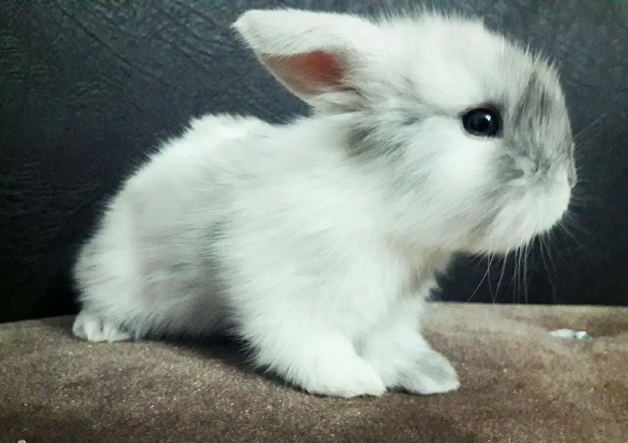 خرگوش کوچولو|موش و خرگوش|شهریار, بکه|دیوار