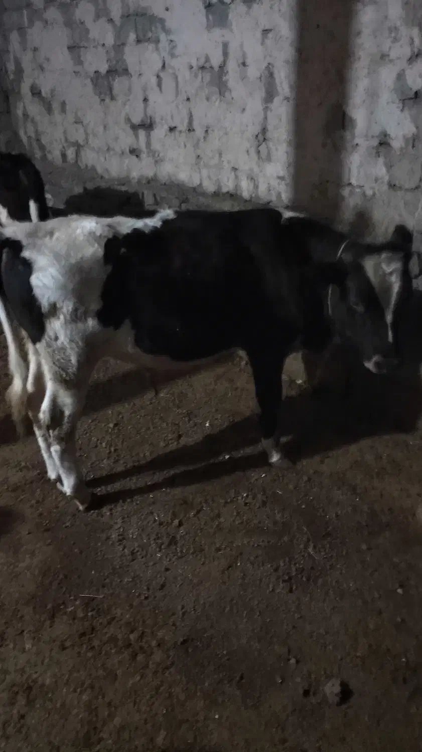 سه‌راس‌گوساله‌نر|حیوانات مزرعه|نظر کهریزی, |دیوار