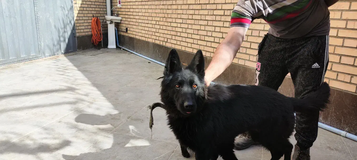 سگ ژرمن شپرد بلک|سگ|فردیس, شهرک صنعتی نور|دیوار