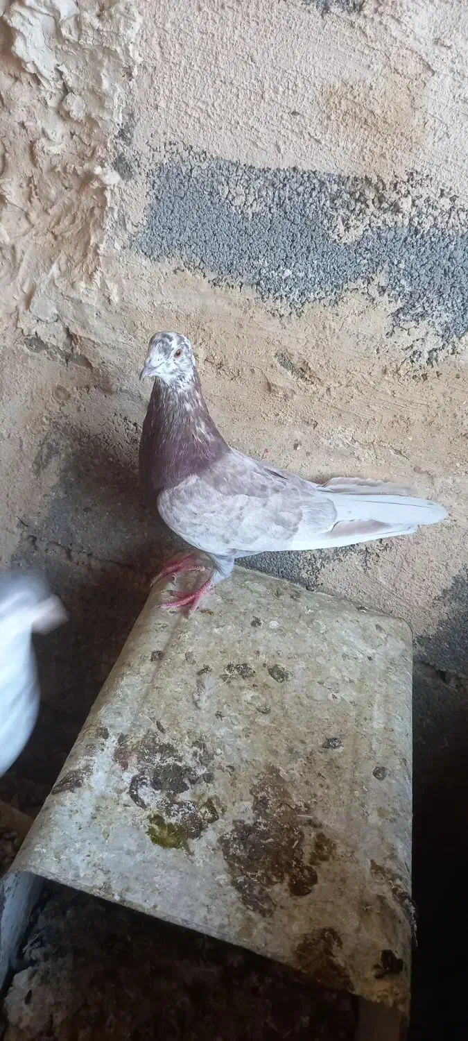 کفتر شامپیون کاشونی|پرنده|شهرضا, |دیوار