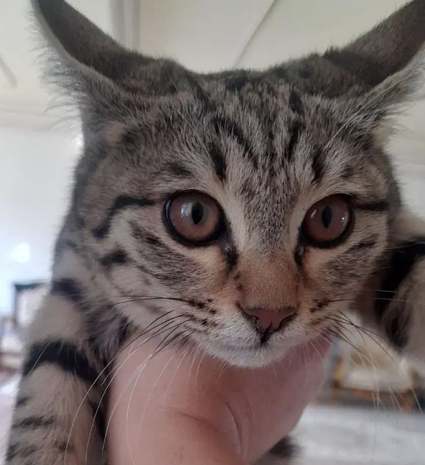 گربه رایگان واگذار می شود|گربه|ارومیه, |دیوار