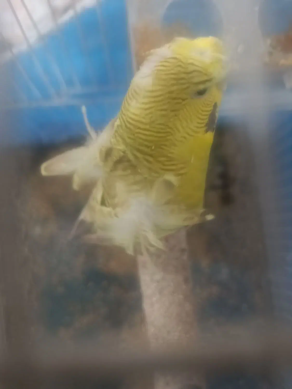 مرغ عشق پروانه ی ماده معامله با پرنده|پرنده|جیرفت, |دیوار