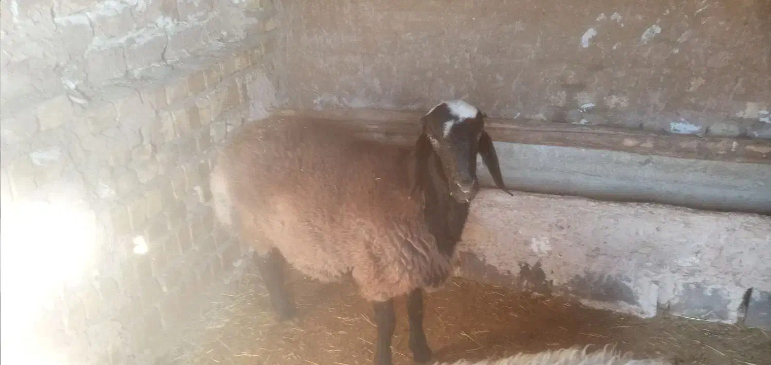 فروش یک راس بره نر و یک راس ماده|حیوانات مزرعه|رامند, |دیوار