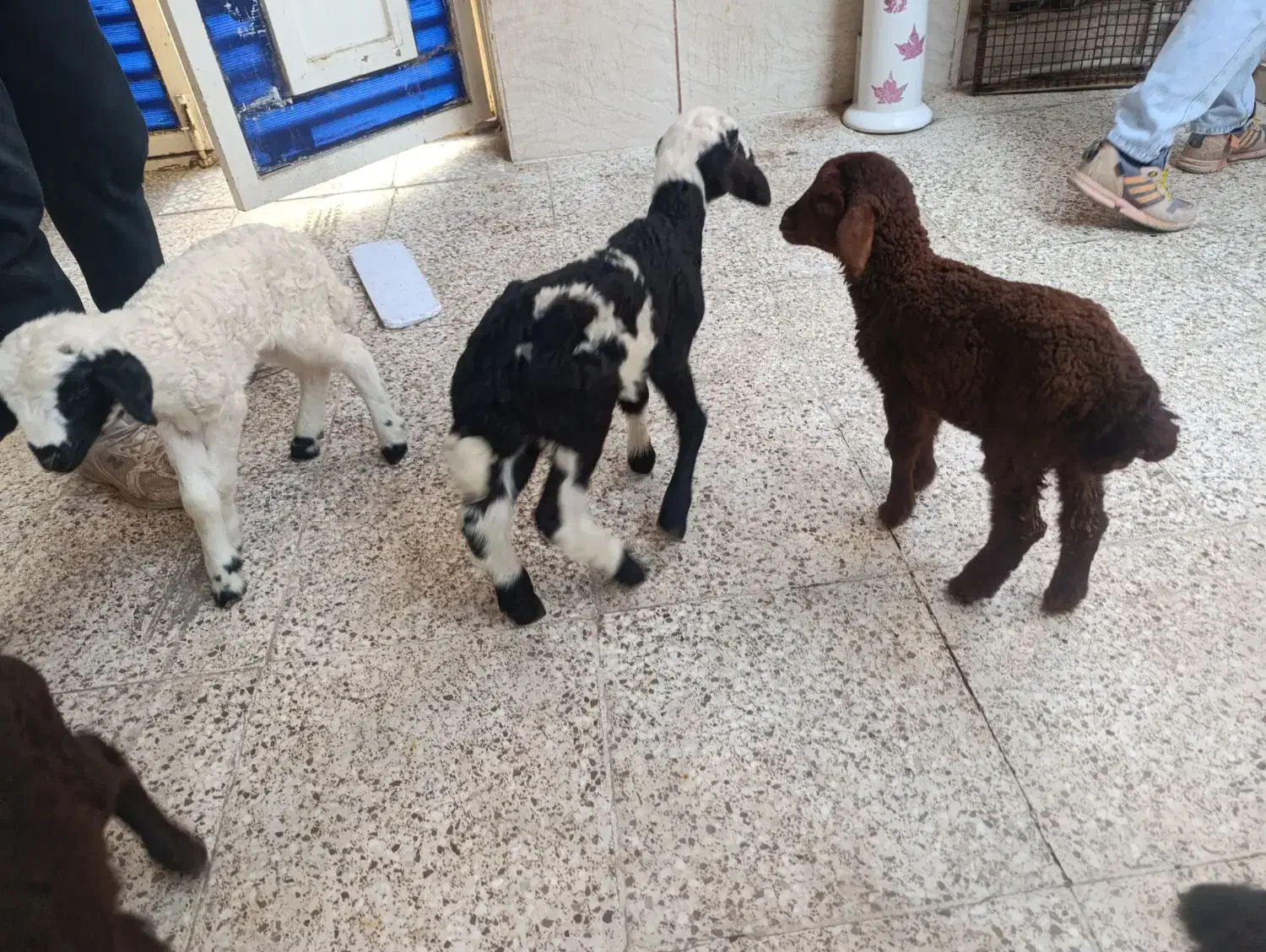 بره شیری و بزغاله شیری|حیوانات مزرعه|قم, محمد آباد|دیوار