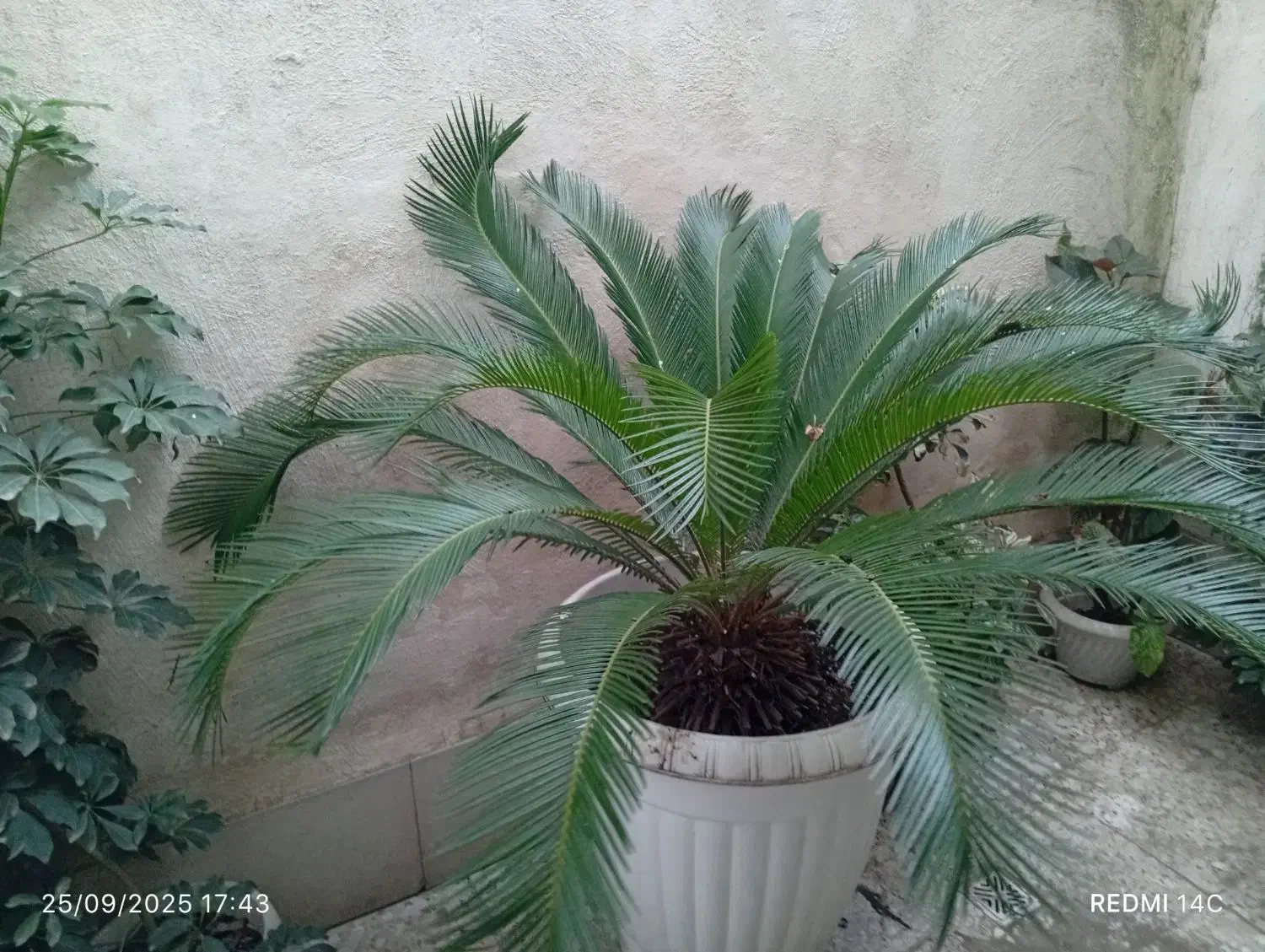 گل سیگاس نر|گل و گیاه طبیعی|رشت, نظری|دیوار