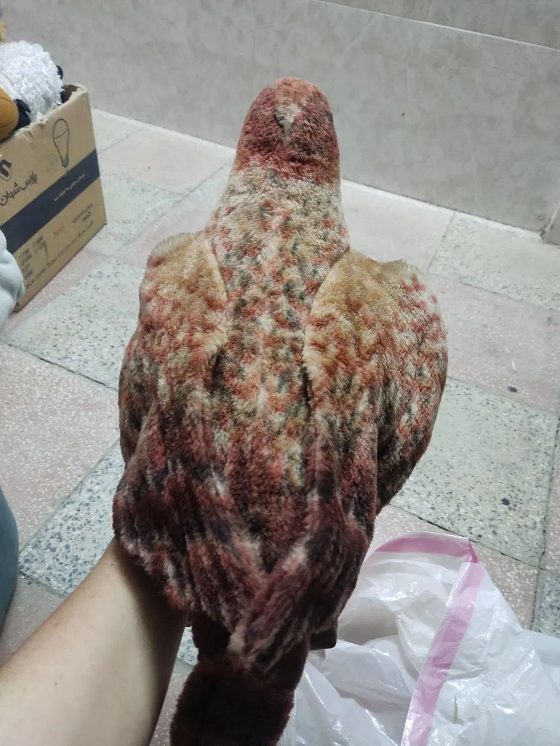 عروسک|اسباب‌‌بازی|همدان, |دیوار