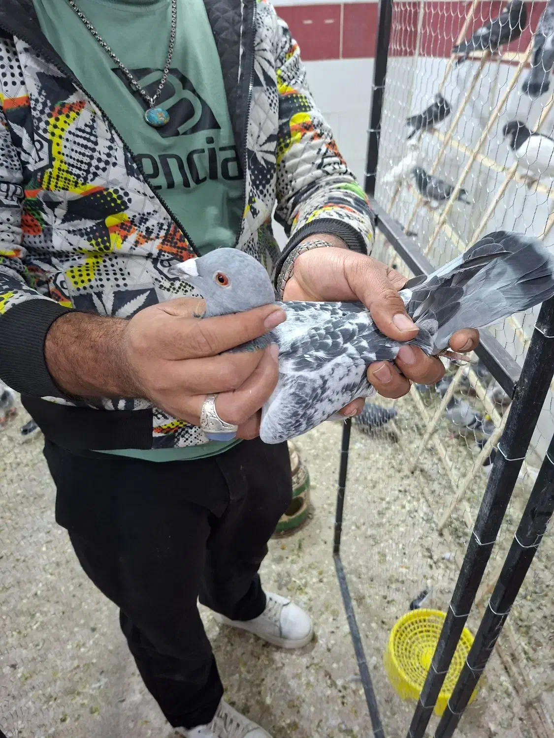 کفتر پلاکی جدید رسید|پرنده|یزد, |دیوار