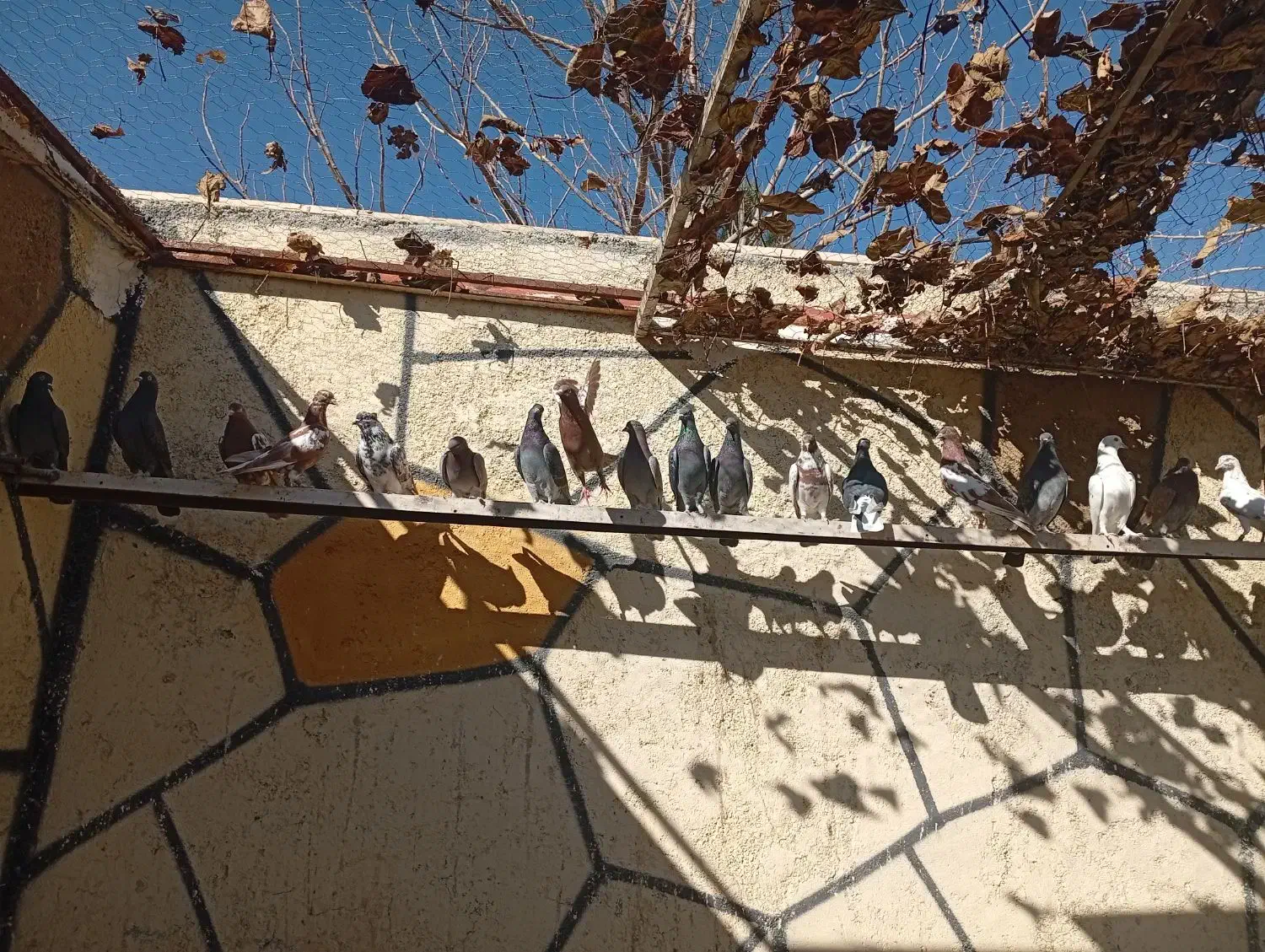 کفتر انگلیسی درجه یک|پرنده|رباط‌کریم, رباط‌کریم|دیوار