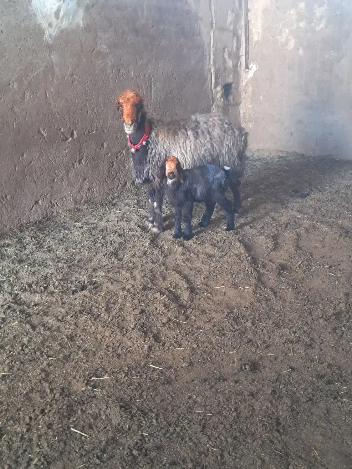 میش کری|حیوانات مزرعه|مرودشت, تخت جمشید|دیوار